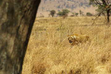 Wild animals of Africa: Lions