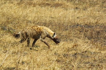 Naklejka na ściany i meble Wild animals of Africa: Hyena