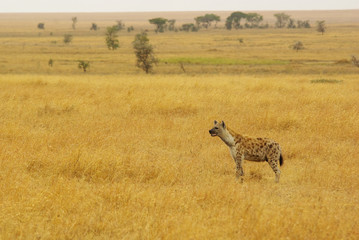 Wild animals of Africa: Hyena