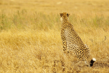 Wild animals of Africa: Cheetah