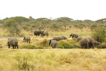 Fototapeta premium Wild animals of Africa: group of Elephants
