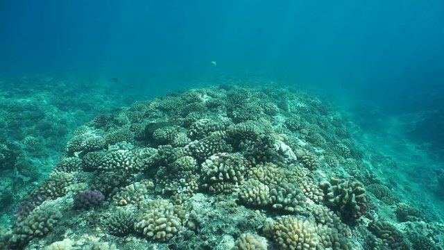Moving underwater over corals on the outer reef slope, Huahine island, south Pacific ocean, French Polynesia
