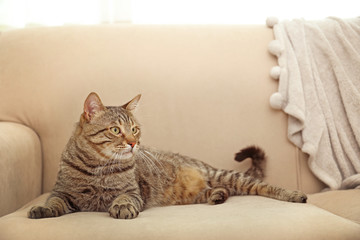 Grey tabby cat lying on beige sofa