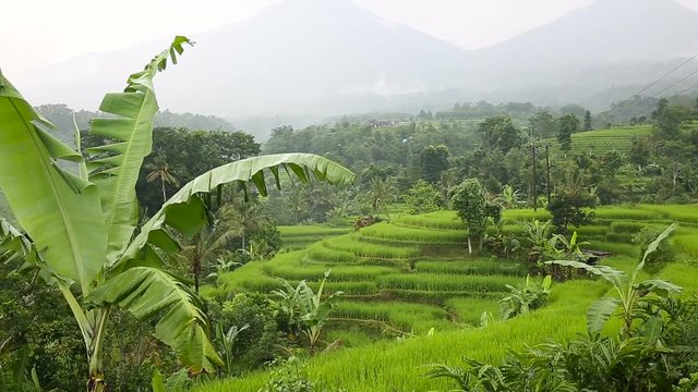 Green Rice fields, Padi Terrace, Ubud, Bali, Indonesia