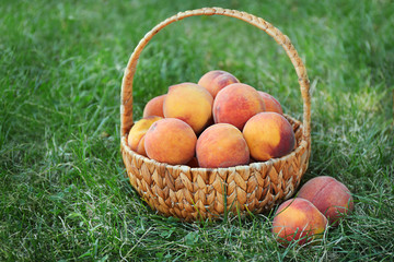 Basket of fresh peaches on a green grass