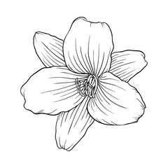 Obraz premium black and white lily isolated on white background.