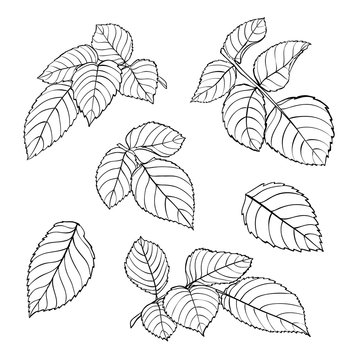 set of beautiful black and white rose leaves isolated on white.