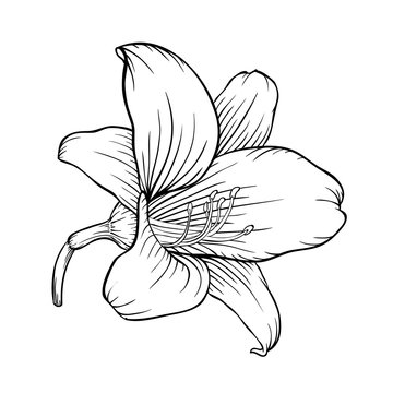 black and white lily isolated on white background.