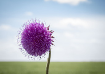 horizontal image of a beautiful round purple flower called Bull Thistle with green grass and blue sky blurred in the background with lots of room for text.