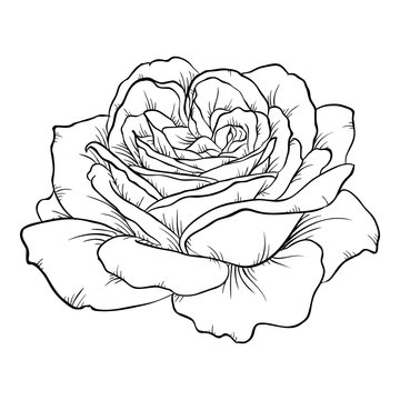 black and white rose isolated on white background.