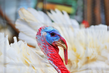 White turkey portrait © tutye