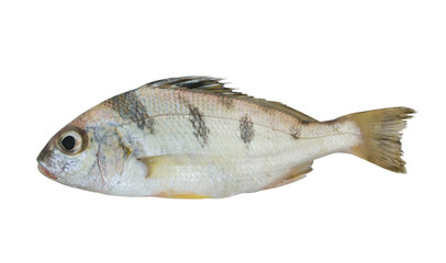 Fototapeta premium Saddle grunt fish isolated on white background, Pomadasys maculatus