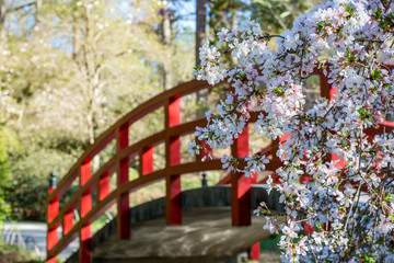 Japanese garden.  Cherry blossoms in front of an arched red bridge at Sarah P. Duke gardens in...