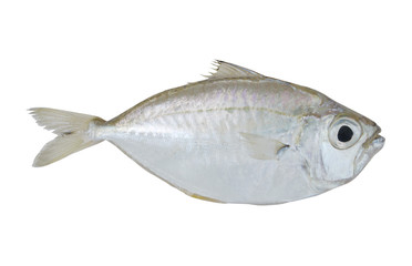 Common ponyfish isolated on white background, Leiognathus equulus