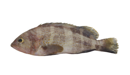 Fototapeta premium Banded grouper fish isolated on white background, pinephenus amblycephalus