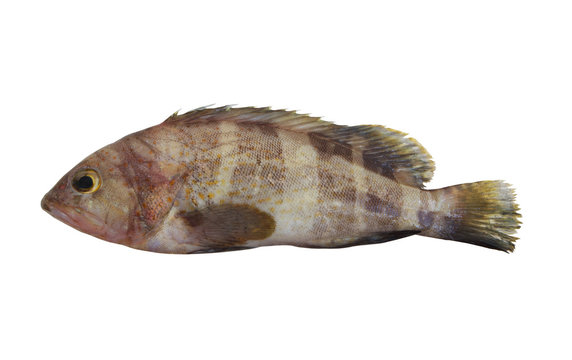 Banded grouper fish isolated on white background, pinephenus amblycephalus