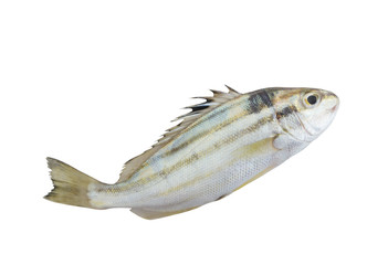 Sixlined Terapon fish isolated on white background, Helotes sexlineatus