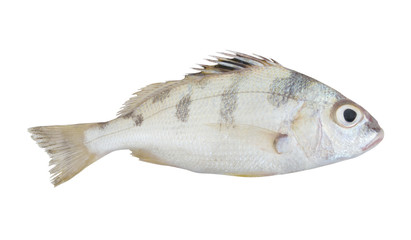 Saddle grunt fish isolated on white background, Pomadasys maculatus