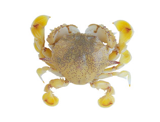 Yellow sea crab isolated on white background