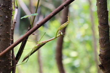 タラの木を登るカマキリ