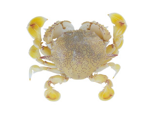 Yellow sea crab isolated on white background