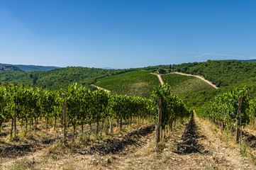 Fototapeta na wymiar A vineyard in Tuscany, Italy