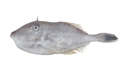 Unicorn leatherjacket fish isolated on white background, Aluter monoceros