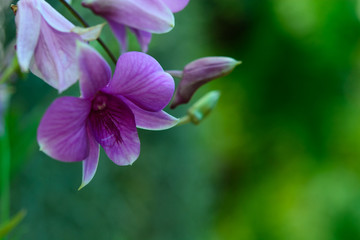 Fototapeta na wymiar Orchids purple and green nature background with copy space using as background or wallpaper