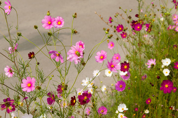 Cosmos flowers blooming in the garden