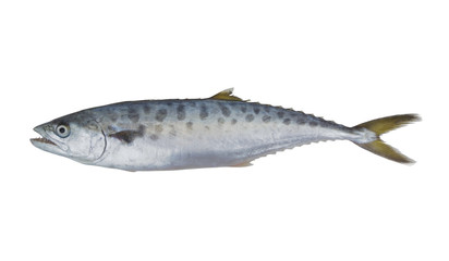 Doublespotted queenfish or talang isolated on the white background