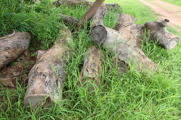 Naklejka na ściany i meble old log timber rotten wood on grass ground