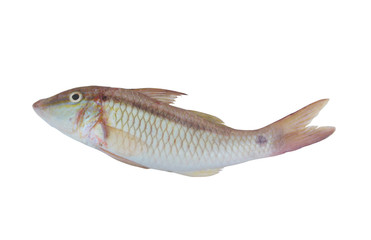 Goldsaddle goatfish isolated on white background, Parupeneus cyclostomus