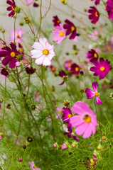 Obraz premium Cosmos flowers blooming in the garden