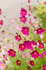 Obraz na płótnie Canvas Cosmos flowers blooming in the garden