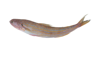 Snakefish isolated on white background, Trachinocephalus myops