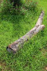 old log timber rotten wood on grass ground