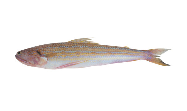 Snakefish isolated on white background, Trachinocephalus myops