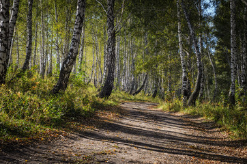 Autumn birch forest