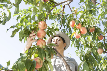桃収穫