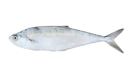 Queenfish isolated on white background