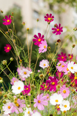 Cosmos flowers blooming in the garden