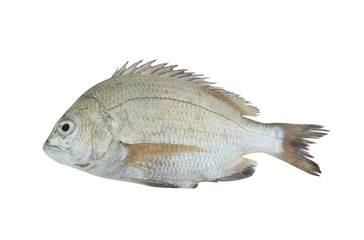 Picnic seabream fish isolated on white background, Sparus berda