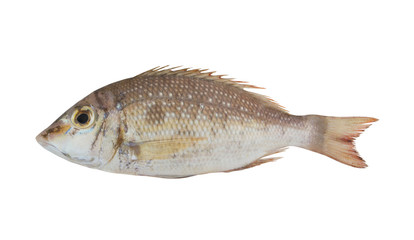 Emperor fish isolated on white background