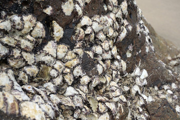 natural oysters on the rock