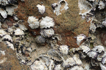 natural oysters on the rock