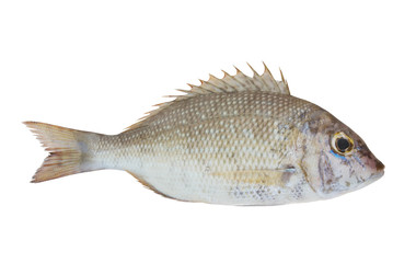 Emperor fish isolated on white background