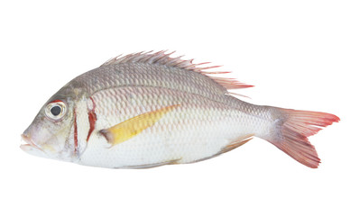 Pink ear emperor fish isolated on white background, Lethrinus lentjan