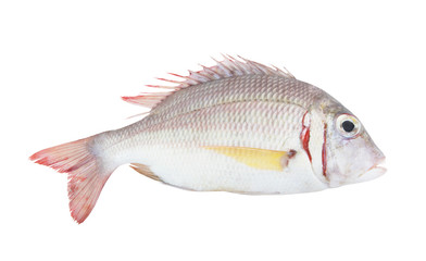 Pink ear emperor fish isolated on white background, Lethrinus lentjan