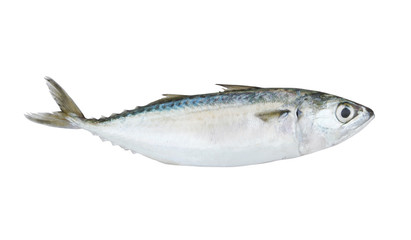 Chub mackerel fish isolated on the white background