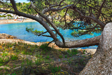 Pine trees above sea.